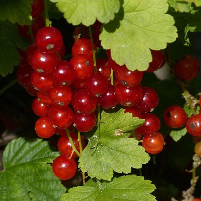 Groseilliers à grappes Junifer