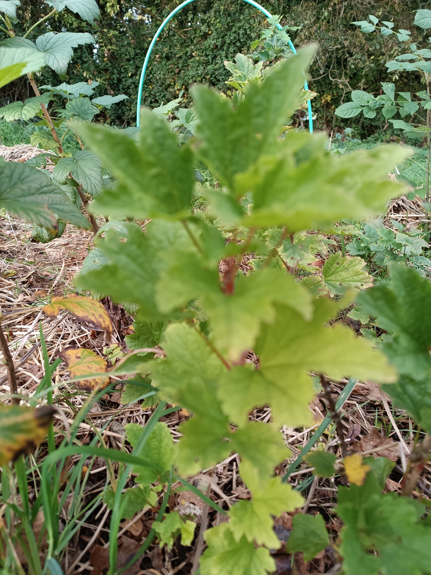 Groseillier à grappes Wilder
