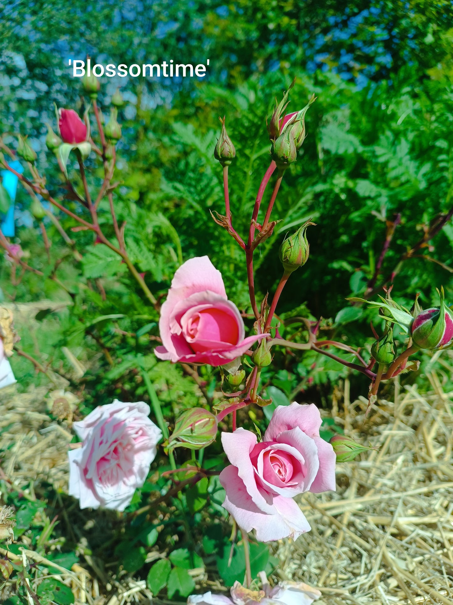 Rosier 'Blossomtime'