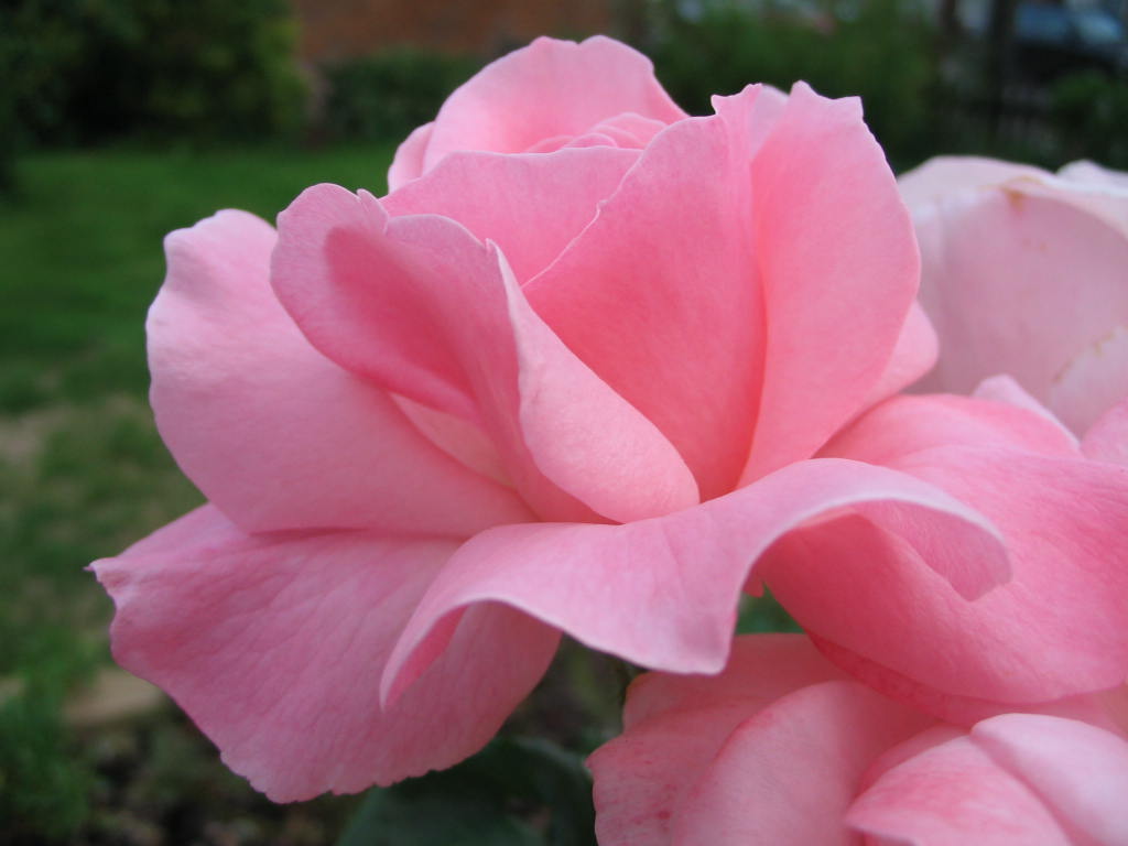 Rosier 'Queen Elisabeth'
