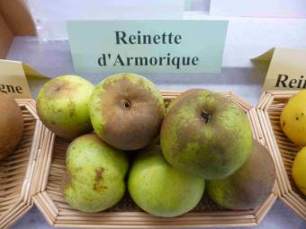 Reinette d'Armorique