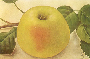 Transparente de Croncels