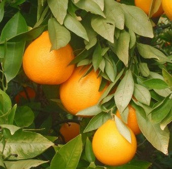 Oranger AmberSweet