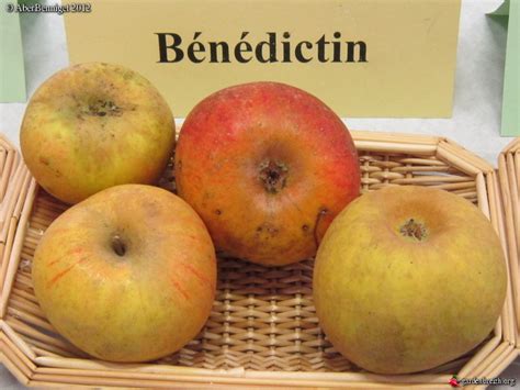 Bénédictin