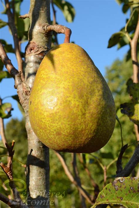 Duchesse d'Angoulême