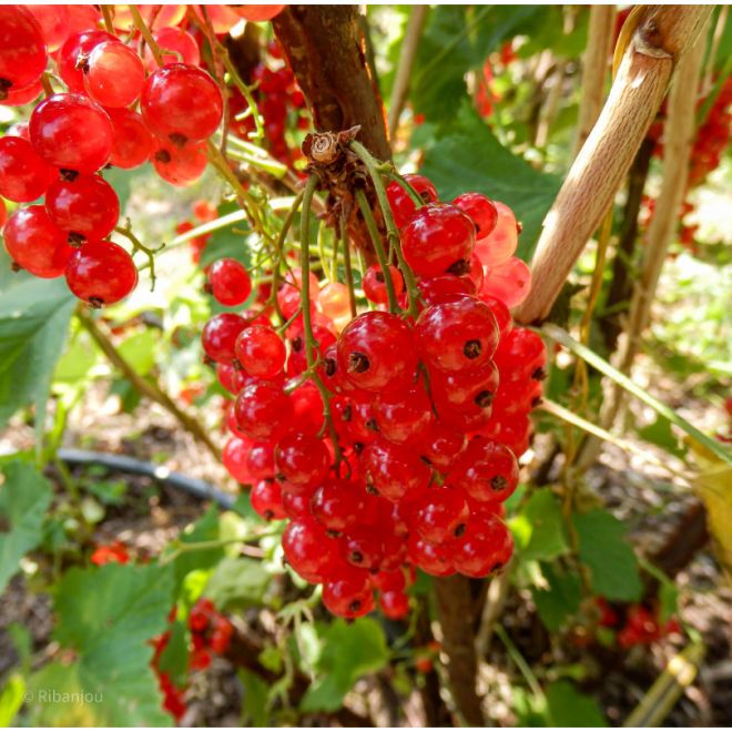 Groseillier à grappes Wilder