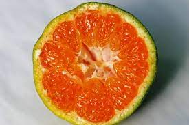 Satsuma Hashimoto