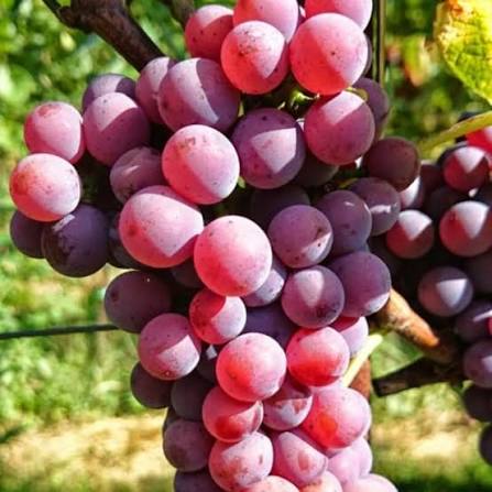 Souvignier Gris