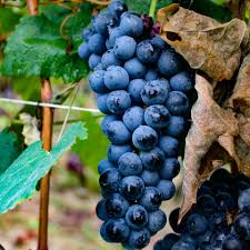 Muscat Bleu