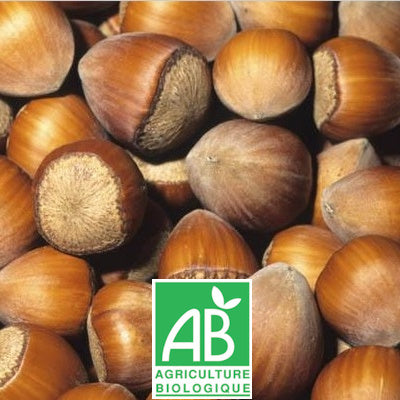 Noisetier Merveille de Bollwiller