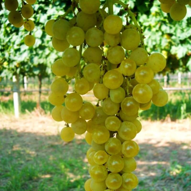 Muscat Polonais