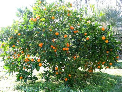 Satsuma Owari