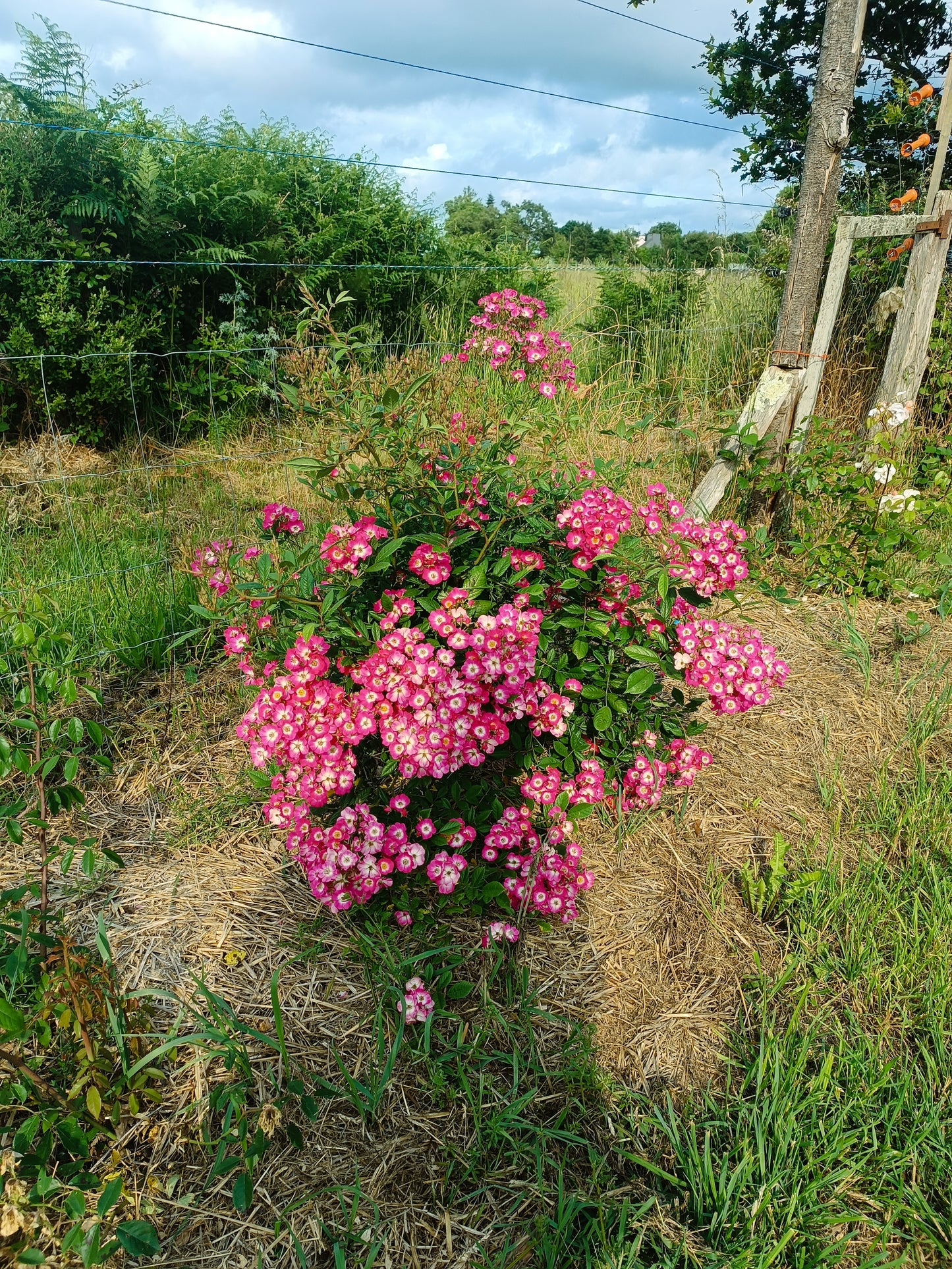 Rosier 'Mozart'