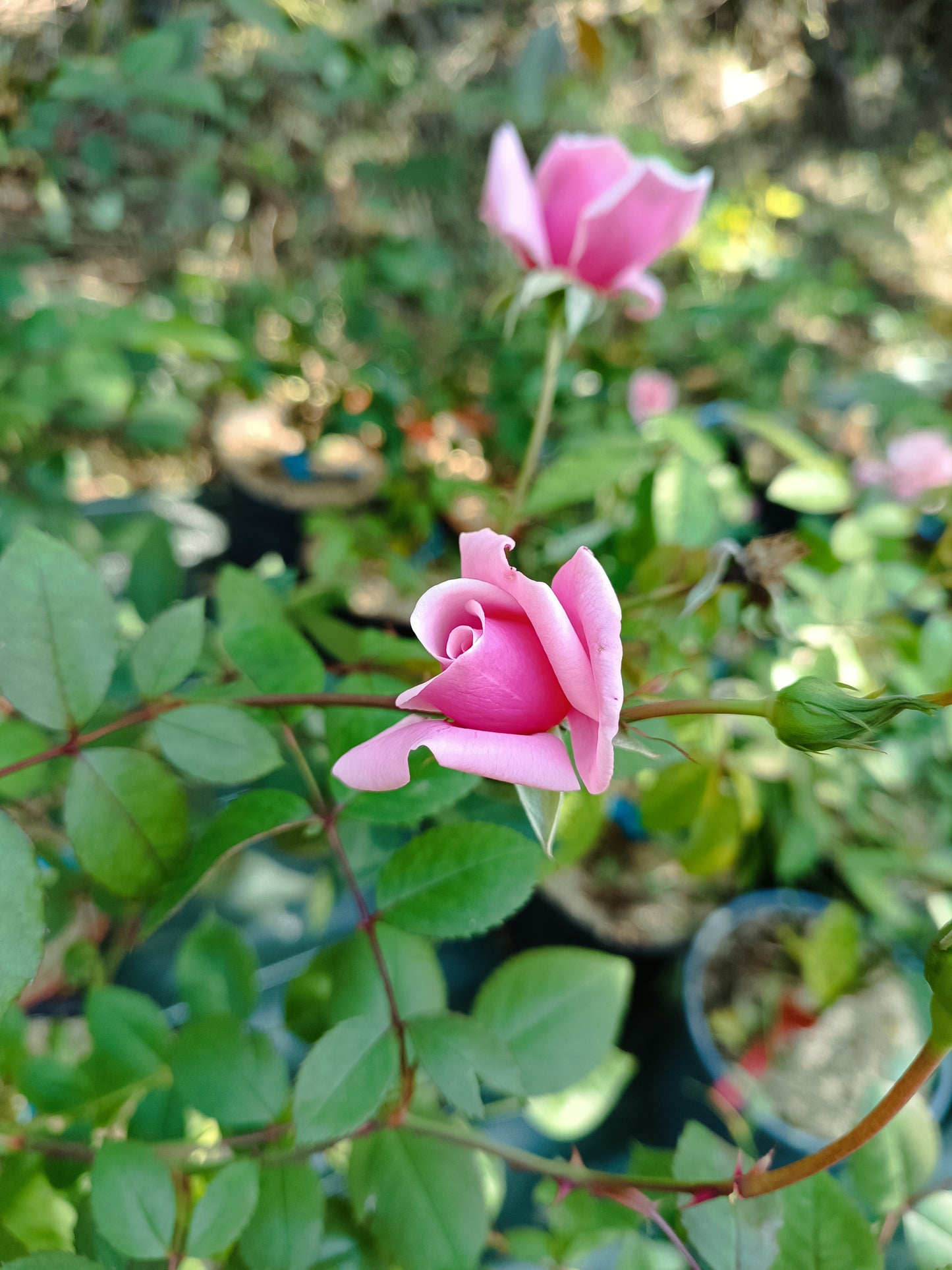Rosier 'Blossomtime'