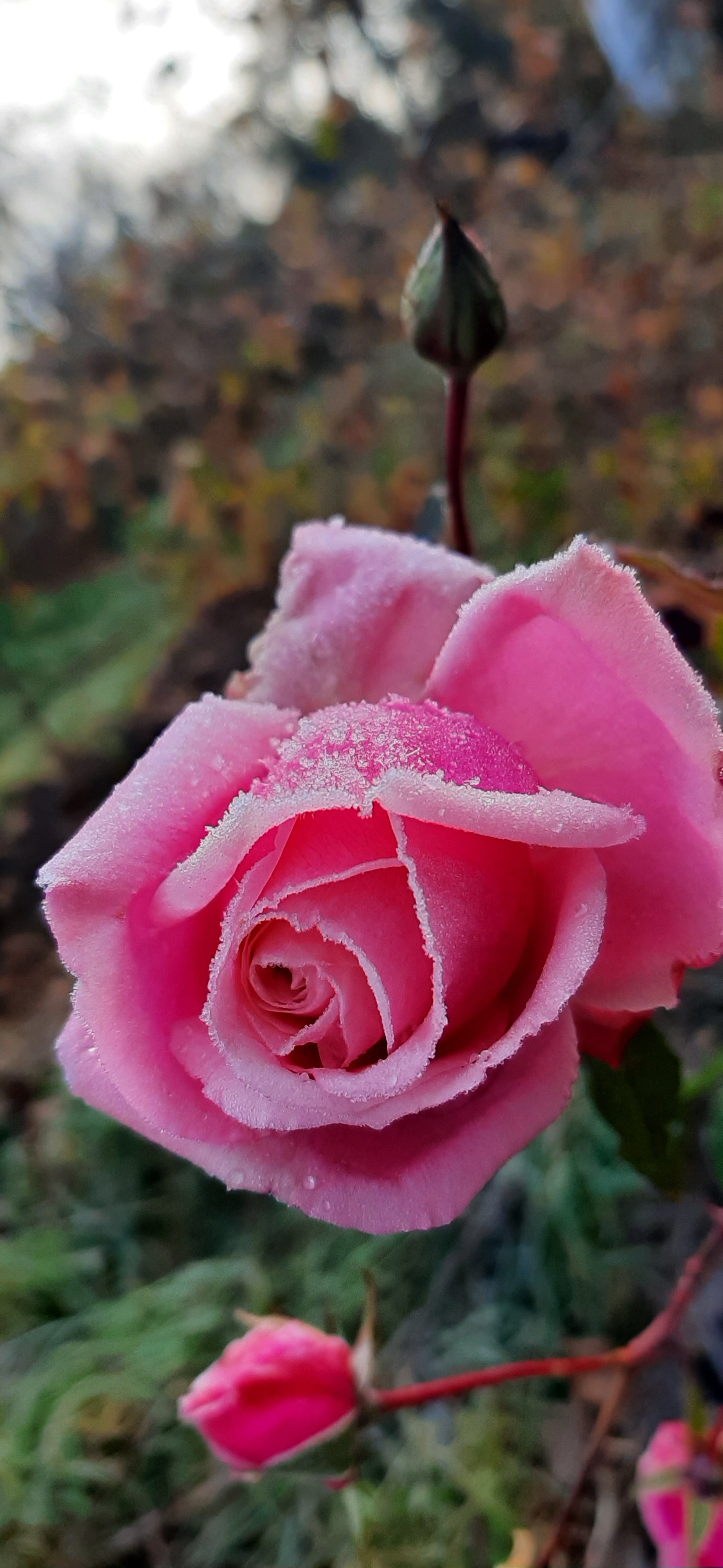 Rosier 'Blossomtime'