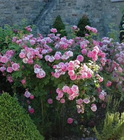 Rosier 'Louise Odier'