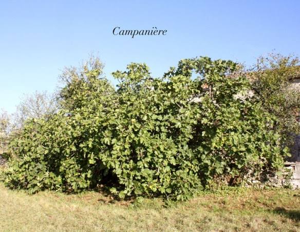 'Campanière'