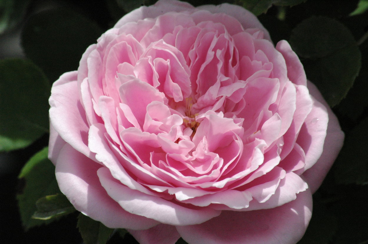 Rosier 'Enfant de France'