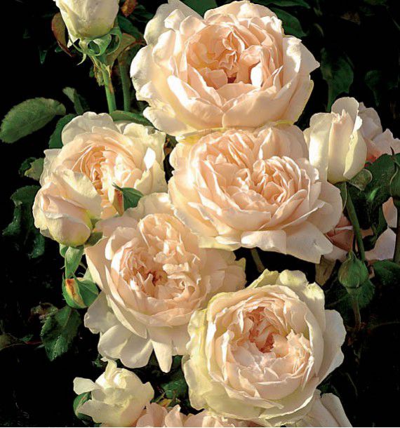 Rosier 'Gruss An Aachen'