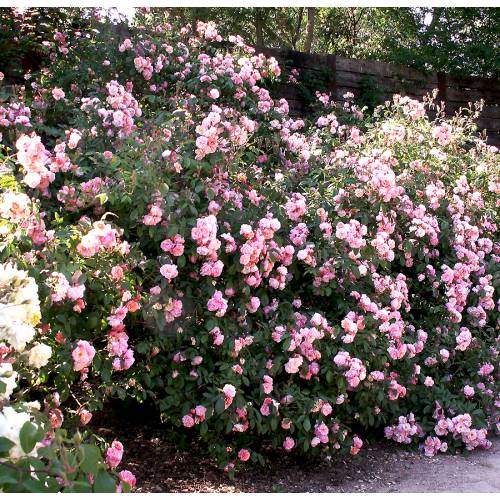 Rosier 'Cornelia'