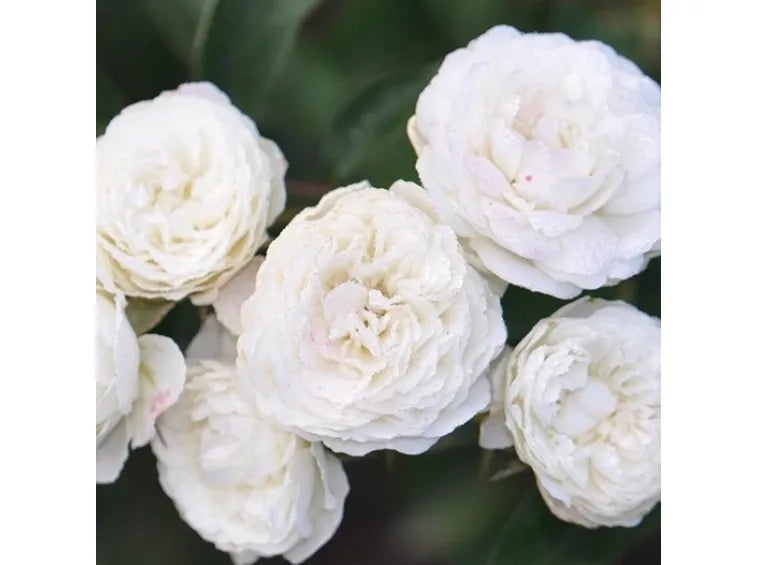 Rosier 'Prosperity'