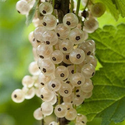 Groseillier à grappes Versaillaise blanche
