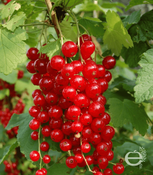 Groseilliers à grappes 'Red Lake'