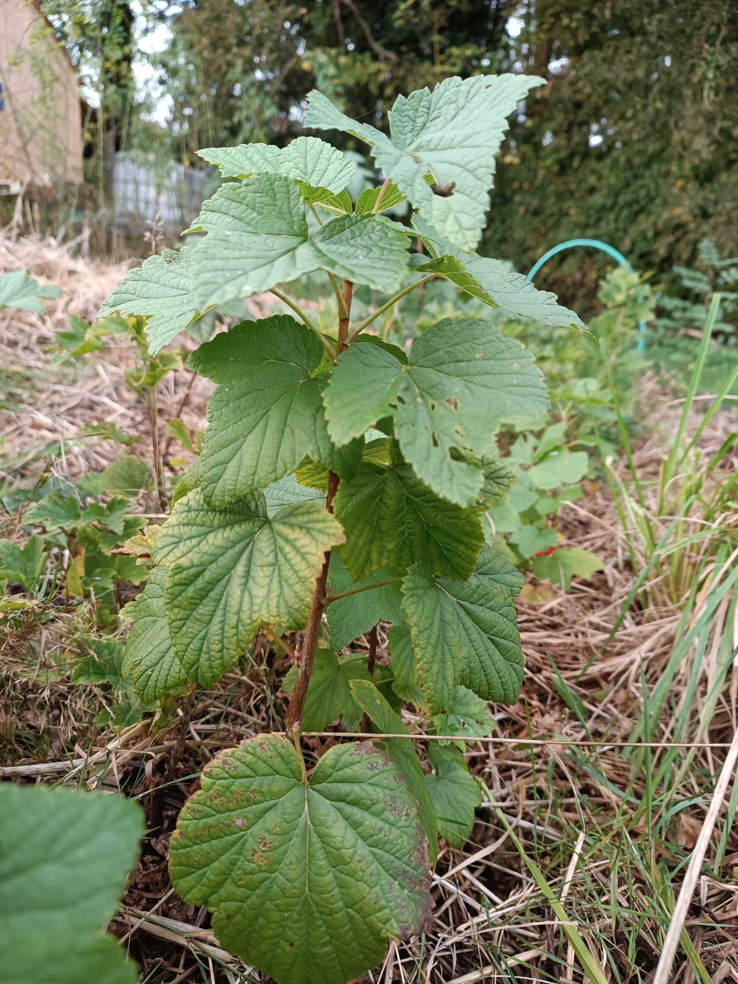 Cassissier Titania