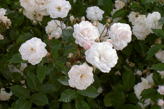 Rosier 'Marie pavie'