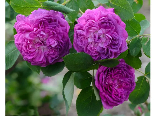 Rosier 'Reine des violettes'