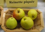 Aotrou ou Reinette Piquée