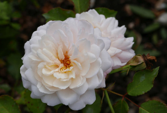 Rosier 'Gruss An Aachen'