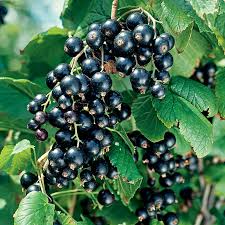 Cassissier 'Black Down'