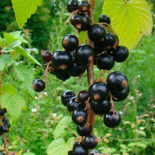 Cassissier 'Arno'