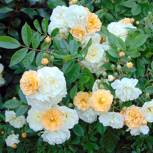 Rosier 'Ghyslaine de Féligonde'