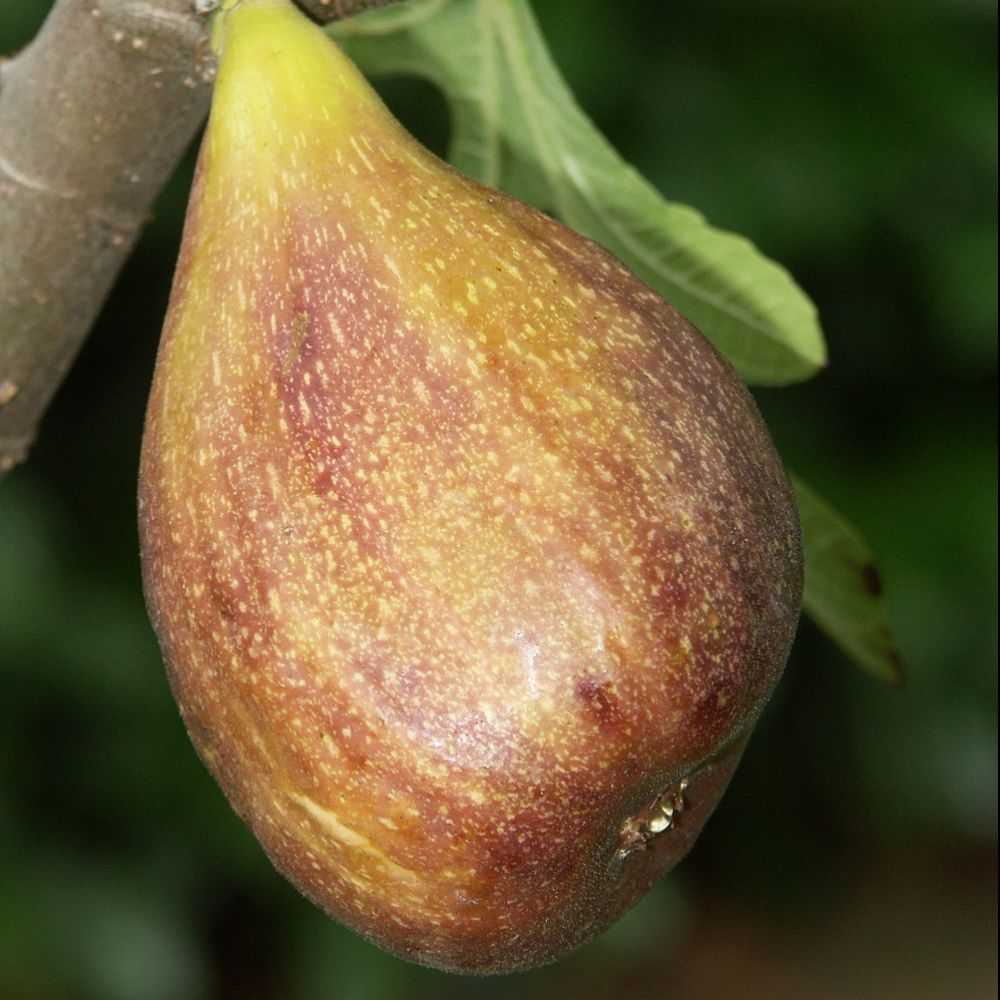 Dorée ou Goutte d'Or