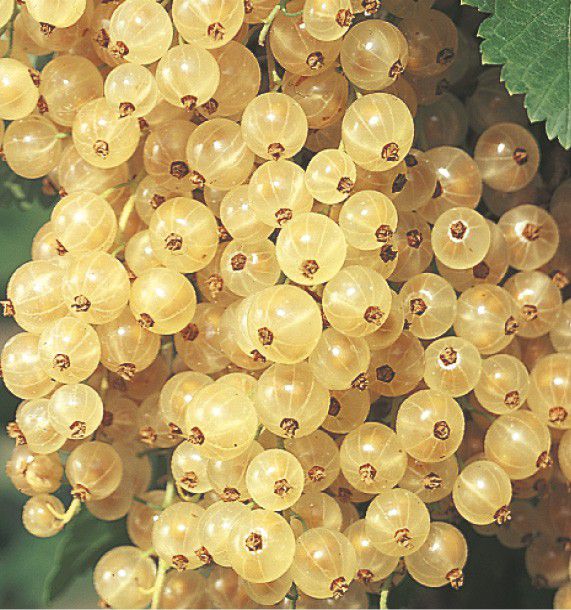 Groseillier à grappes 'Blanka'