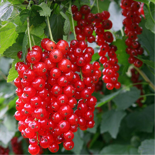 Groseillier à grappes 'Rovada'