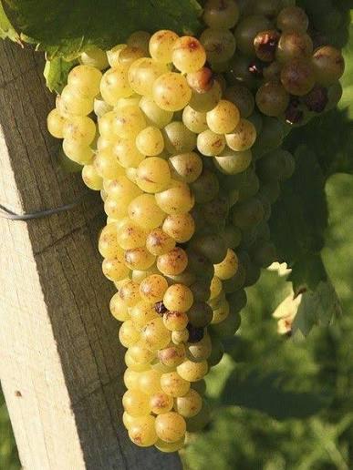 Muscat 0356