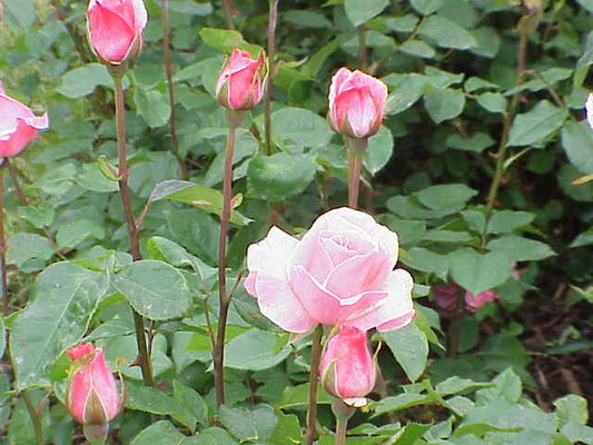 Rosier 'Queen Elisabeth'