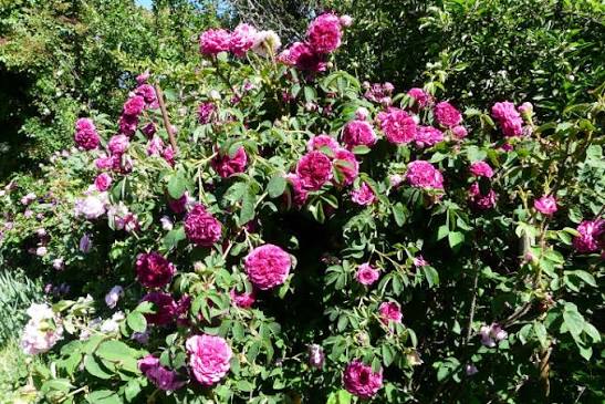 Rosier 'Charles de Mills'