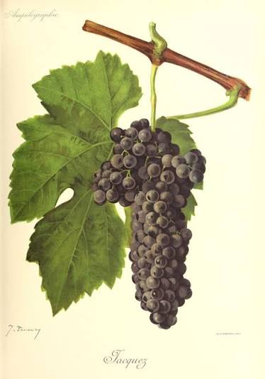 'Jacquet'