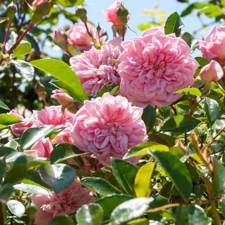 Rosier 'Paul Transon'
