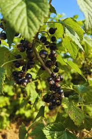 Cassissier Costwold Cross