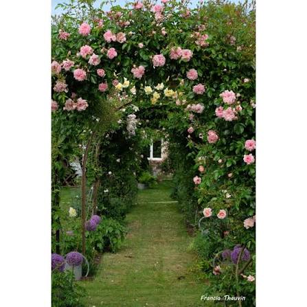 Rosier 'Paul Transon'