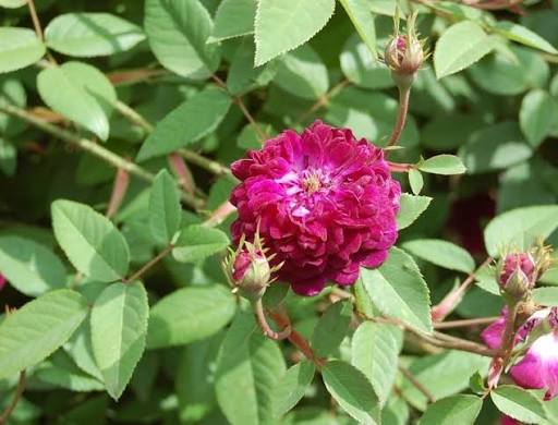 Rosier 'Petite renoncule violette '
