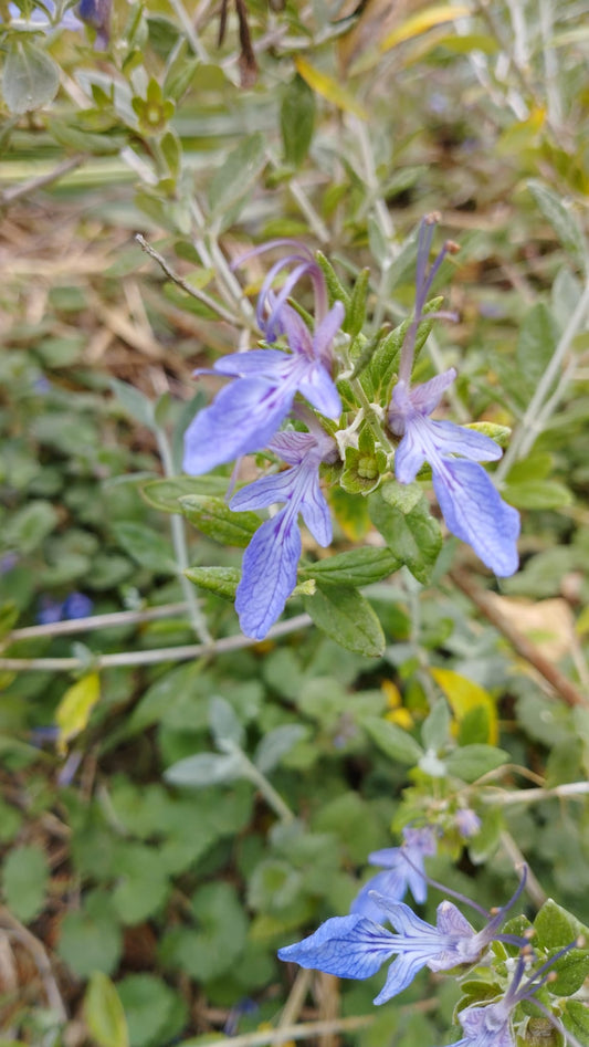 Germandrée