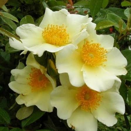 Rosier 'Mermaid'
