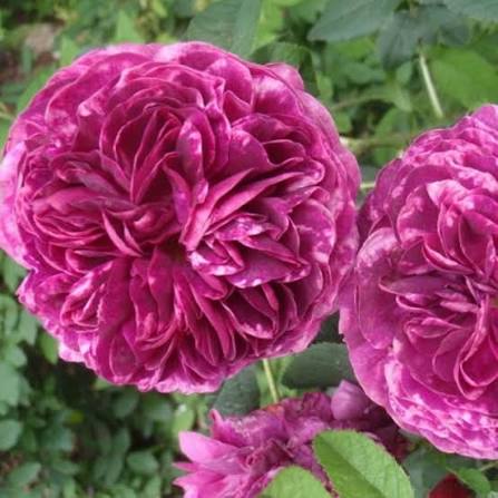 Rosier 'Charles de Mills'