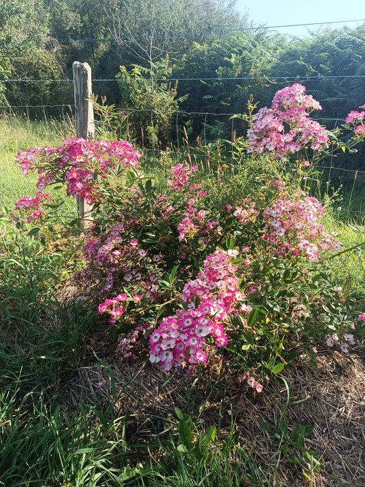 Rosier 'Mozart'